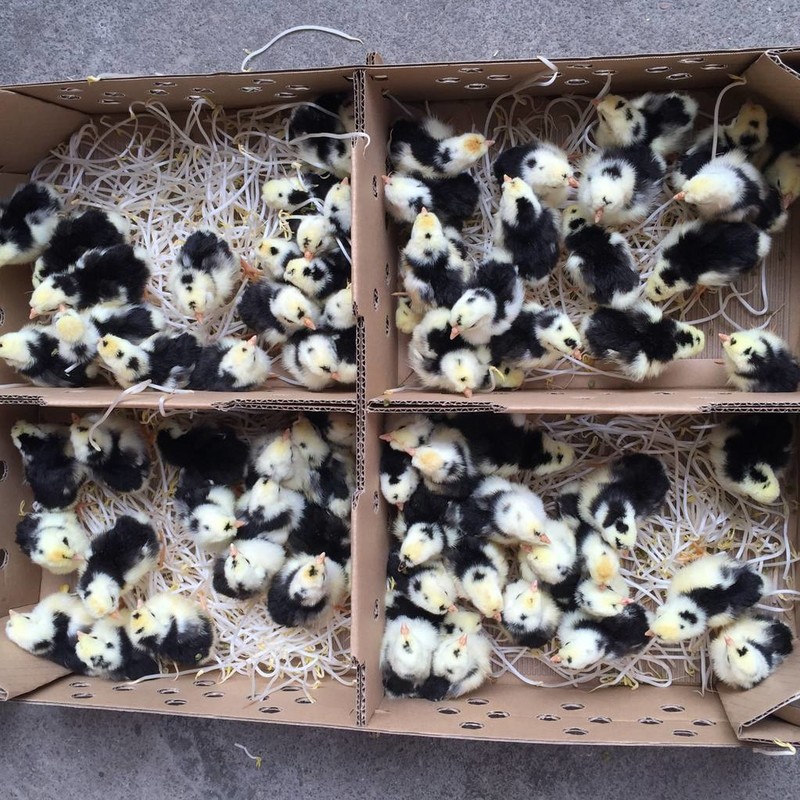 脱温贵妃鸡苗 贵妃鸡幼苗价格 贵妃鸡长多重 贵妃鸡图片