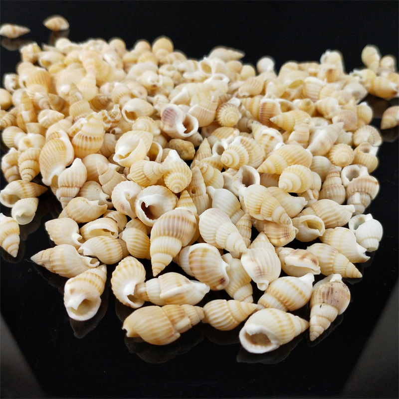 小黄螺小米螺胶粘手工diy配件填充物天然小黄螺小花螺 小海螺贝壳