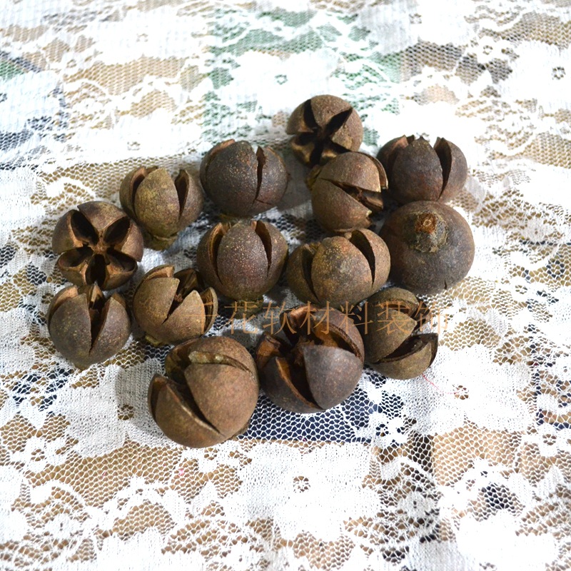 十字果开心果植物果壳厂家批发可漂白染色装饰干花节日装饰