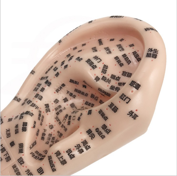 耳穴模型耳模型耳朵耳部反射区按摩穴位清晰刻字中医参考大号17cm