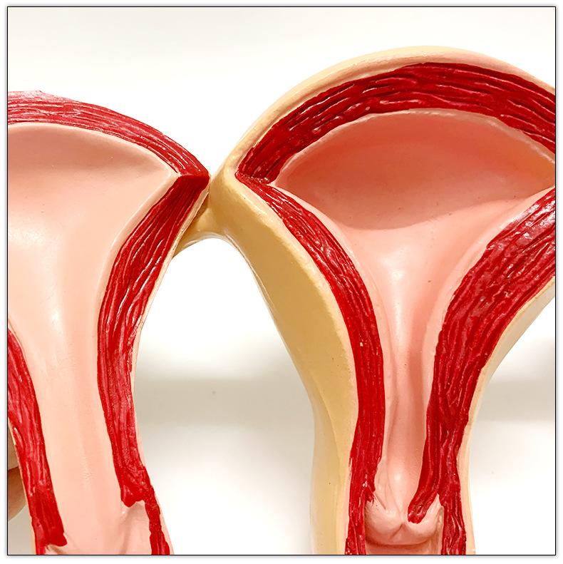 人体健康子宫带盖卵巢子宫解剖女性生殖内部带子宫口阴唇计生模型