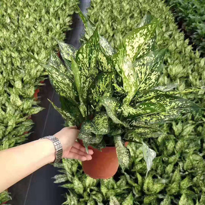 【基地直销】观叶植物净化空花卉盆栽办公布置 140绿翡翠