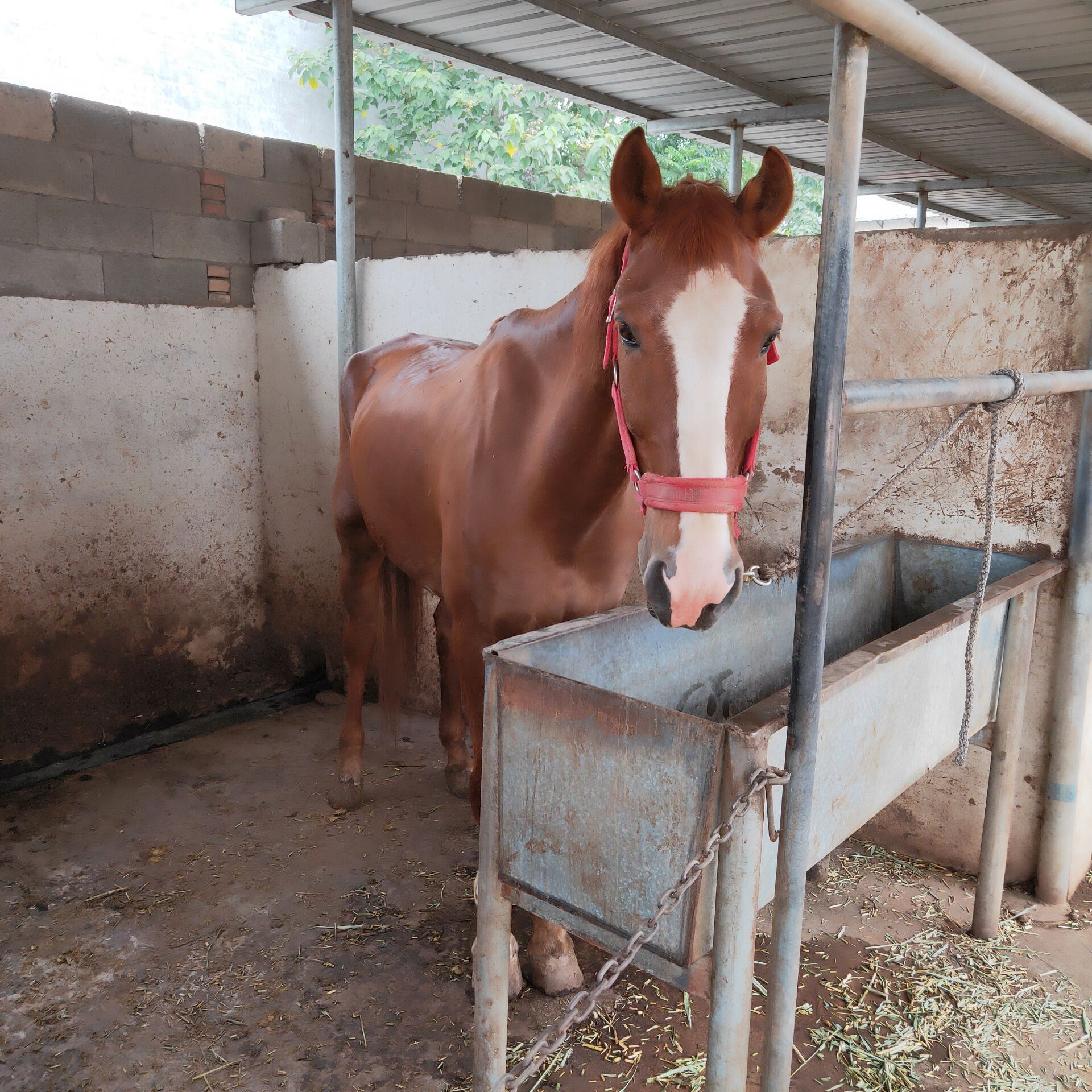 专业训练纯血马温血马性格温顺好骑乘骑马马训练热帖青鬃马