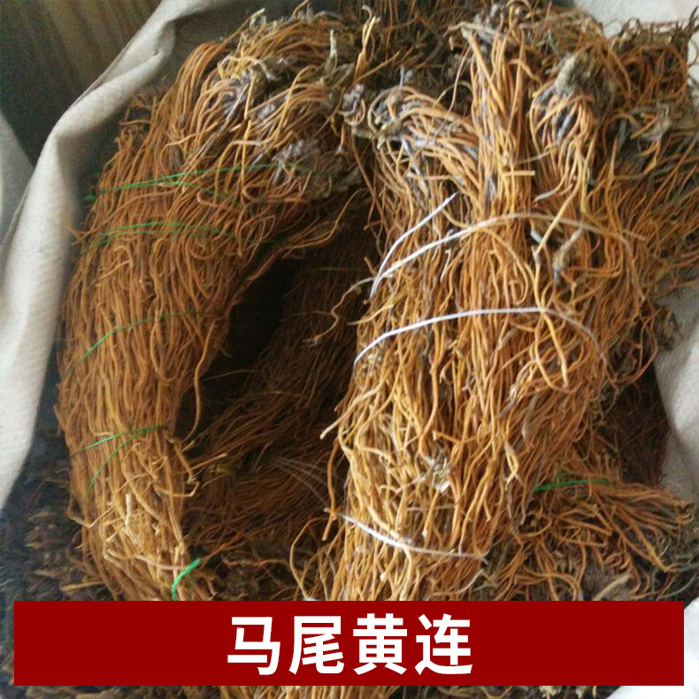 中药材 马尾连 马尾黄连 马尾莲 草黄连 金丝马尾莲 唐松草