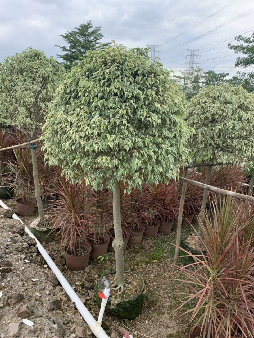 906供应 高杆星光榕球 高2-2.5米袋苗 高桩花叶垂榕