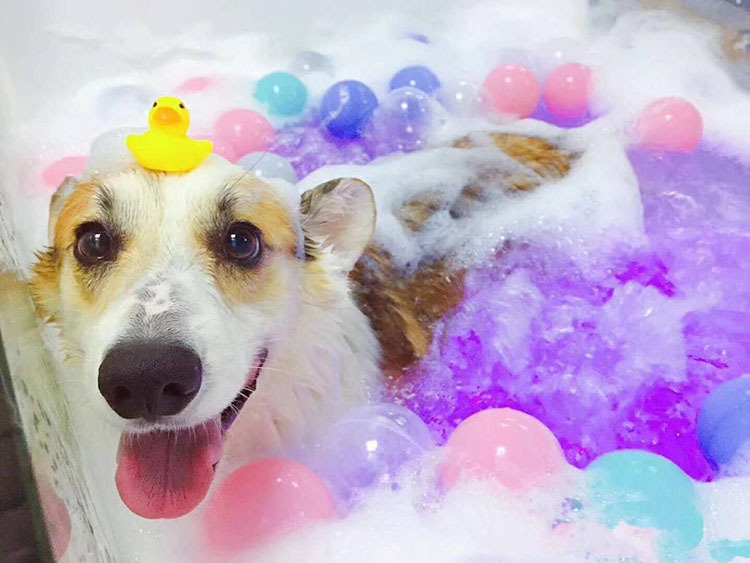 新款宠物浴缸黑白spa机按摩洗澡浴缸小狗狗专用浴缸猫浴缸牛奶浴