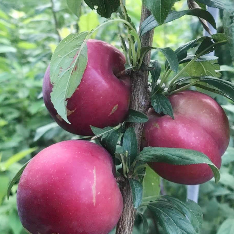 基地供应 美国蛇李 果树苗 味香甜 南北方种植 当年结果树苗