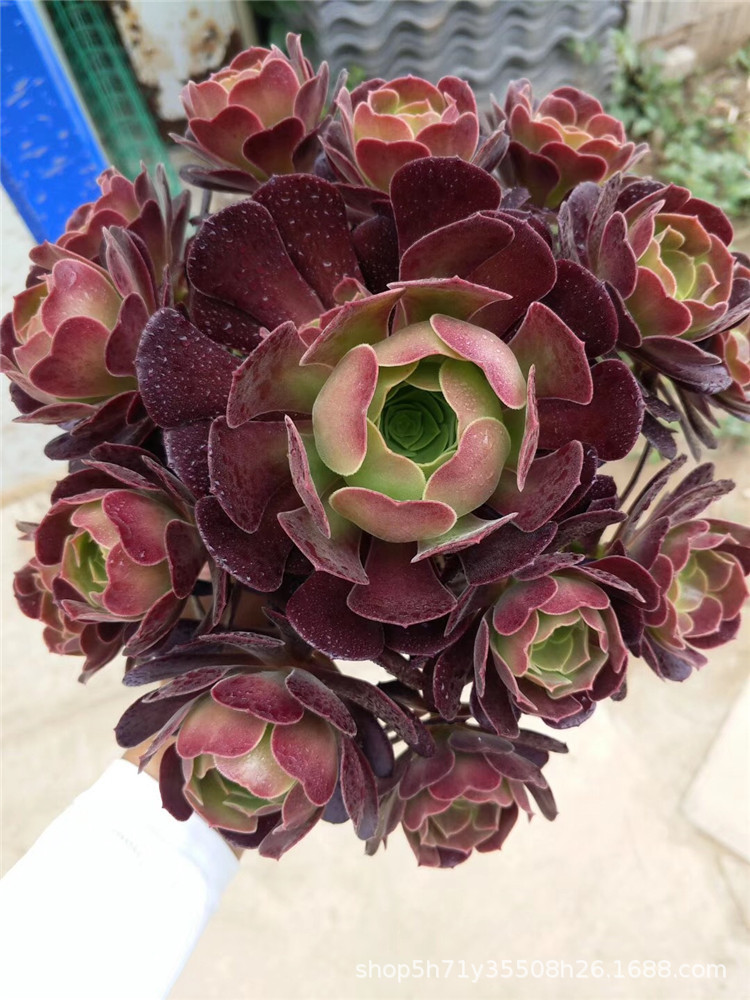 6906多肉植物基地法师盆栽批发 欧紫法师群冠幅25cm多肉法师品种