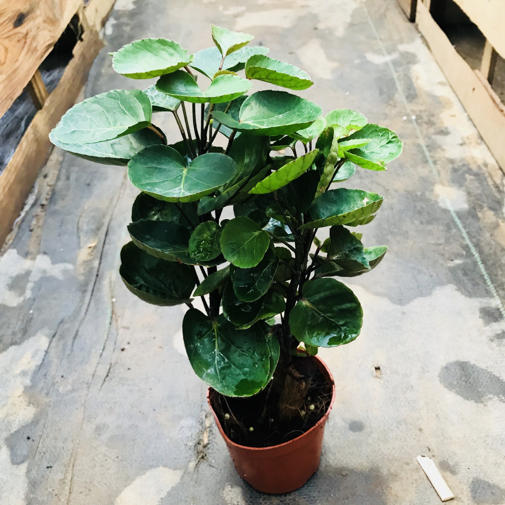 圆叶福禄铜钱兜盆栽 办公室客厅盆景绿植净化空气 四季常青钱多多