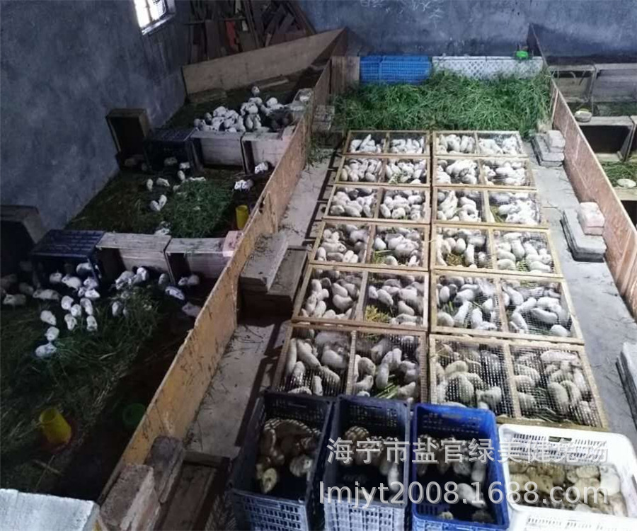 今年养殖什么最挣钱_家里养殖什么能挣钱_我要养殖什么最挣钱