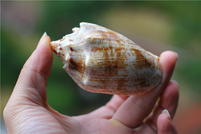 热卖天然海螺贝壳帝王螺 鱼缸水族箱造景观装饰家居办公地台摆件