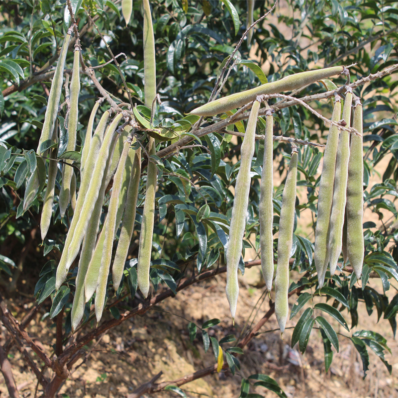 新鲜大叶中叶牛大力种子大力署药材猪脚笠山莲藕金钟根包邮