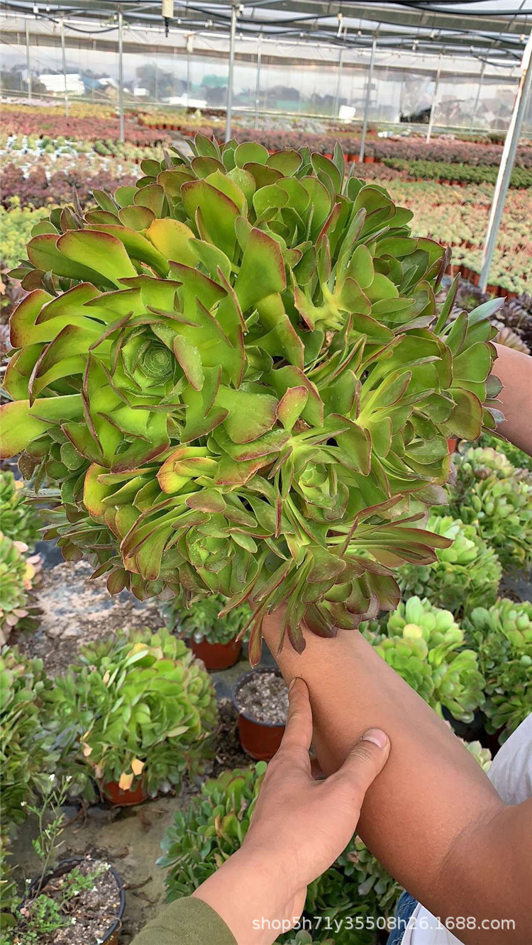 077大棚批发多肉植物老桩 巨无霸柠檬玫瑰法师多肉法师品种裸根发