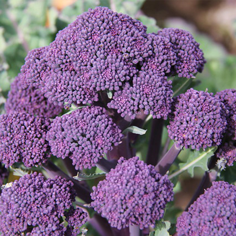 比久勃良第紫色西兰苔种子紫西兰花种籽芥蓝菜种春秋季菜籽蔬菜孑