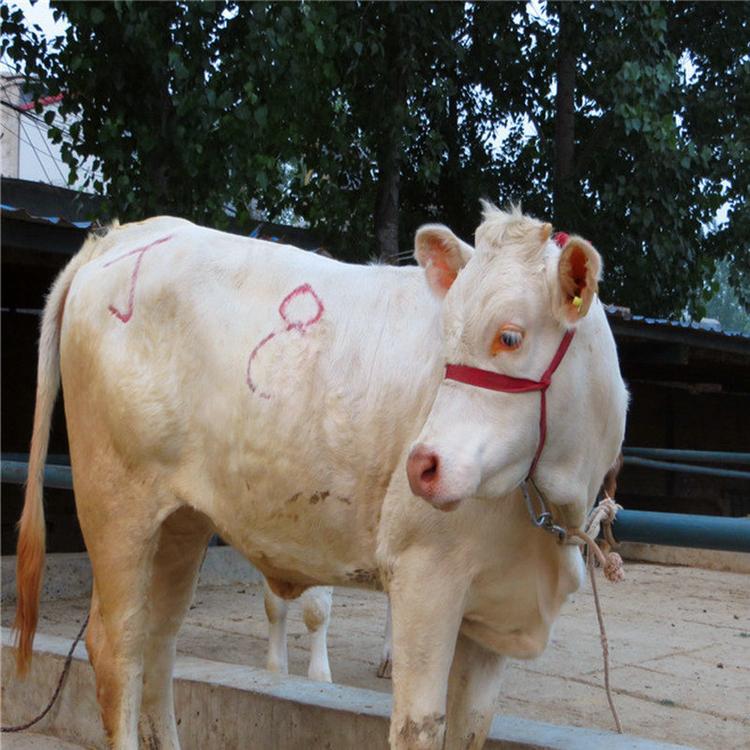 嘉旺 出售夏洛莱牛 西门塔尔牛供应 纯种夏洛莱牛