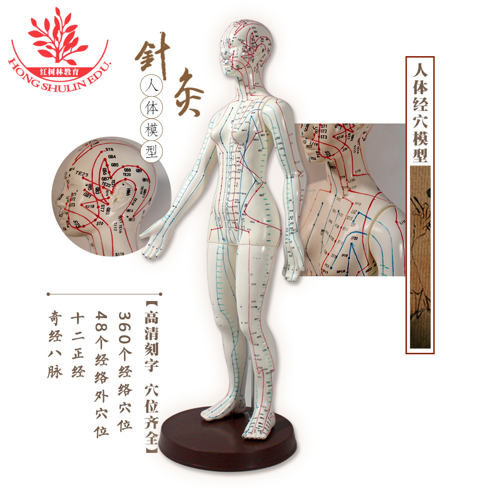 中医教学白色pvc材质人体经络走势各个穴位清晰女性45cm针灸模型