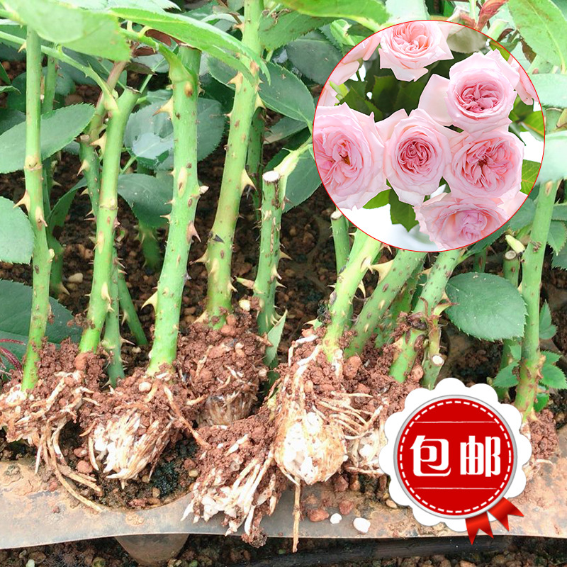 厂家供应四季玫瑰鲜切花种苗 粉荔枝玫瑰花种苗 庭院阳台花卉植物