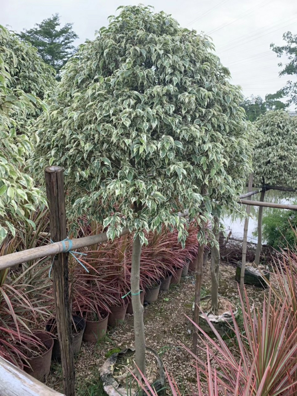 906供应 高杆星光榕球 高2-2.5米袋苗 高桩花叶垂榕