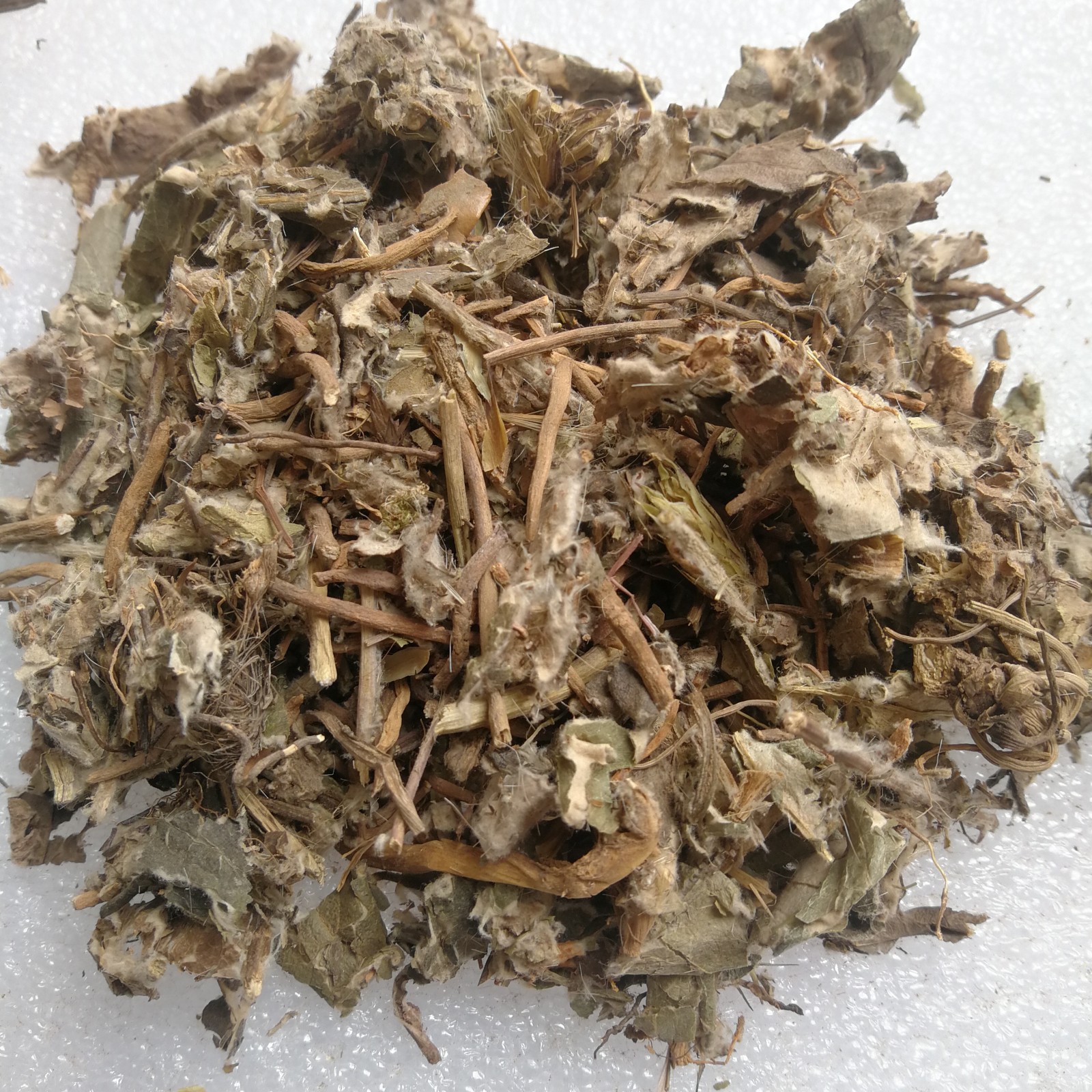 冷背奇中药材兔耳风云南兔耳风兔耳草兔耳风一柱香毛大丁草兔耳风