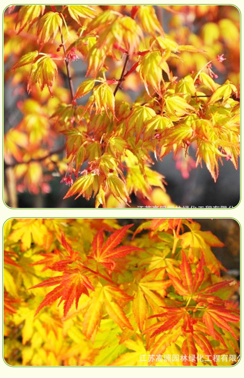 嫁接日本红枫橙之梦黄金枫树盆景 带叶发货盆景 庭院绿化园林盆栽