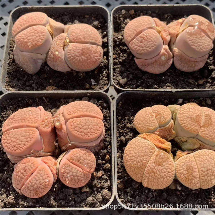 090基地批发多肉植物品种 母本富贵玉生石花群按头数出裸根发