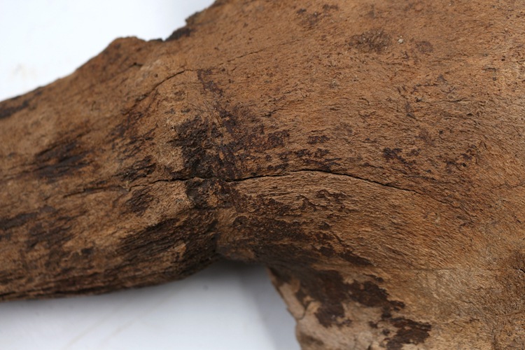 冰河时期动物牛角化石野牛角化石原石动物骨头化石古生物化石标本