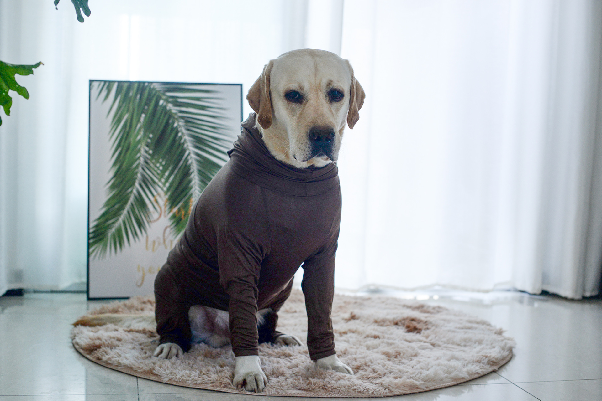 新款大狗狗雾霾衣四腿关节服衣服秋衣打底衣全包中大型犬老年保暖