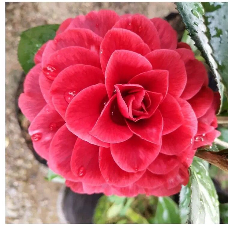 盆栽红叶贝拉茶花 高度15-25公分高 永福产地批发 紫叶贝拉