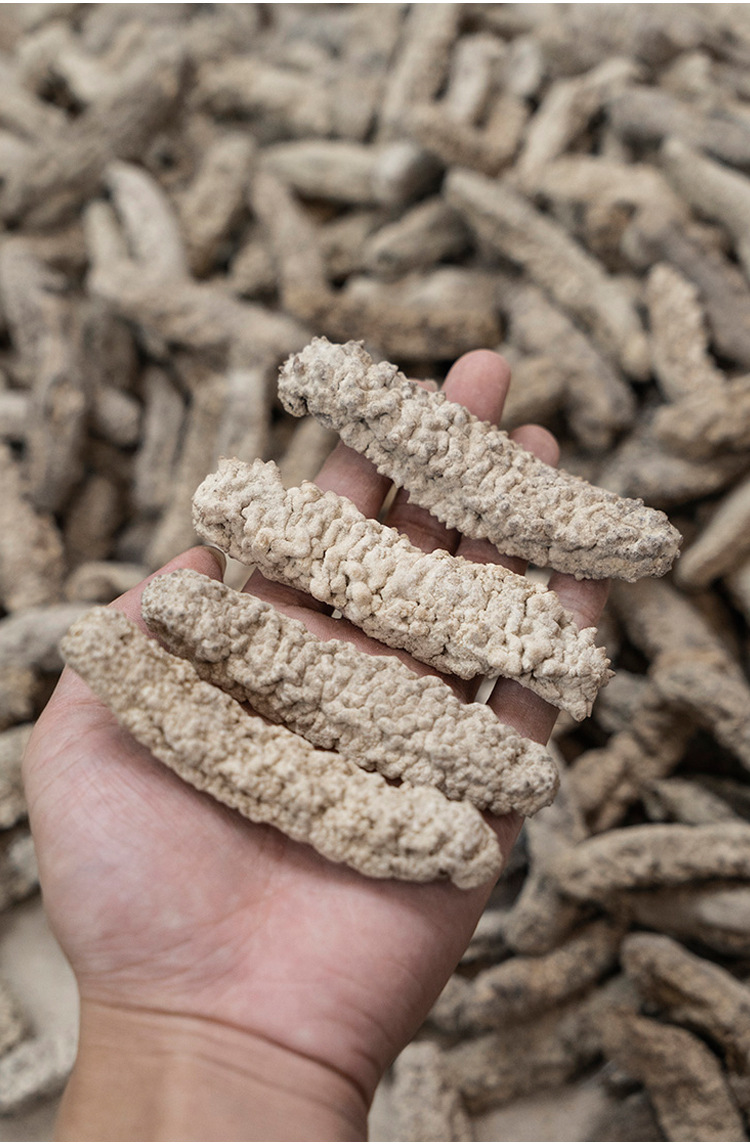 圣恒海味黄玉参15-100头白黄肉参酒店餐饮干货海味产地供应批发