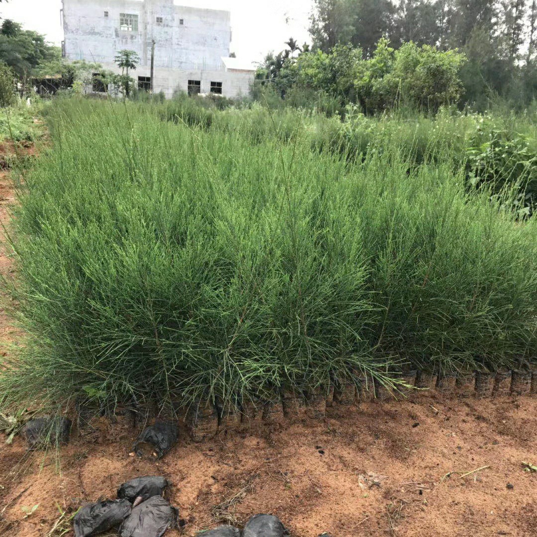 905基地直销木麻黄小苗2050cm高木麻黄树苗