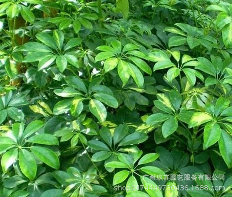 鸭脚木地被苗观叶植物净化空气绿化景观观赏