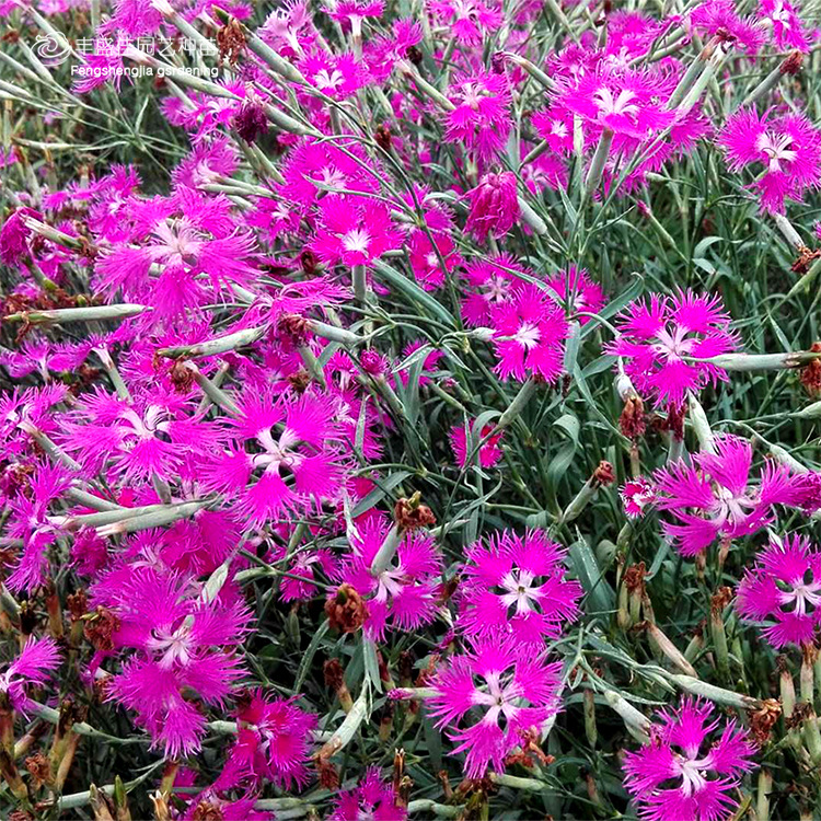 【产地直销零售批发】常夏,少女,美国石竹景观绿化盆栽艺花海