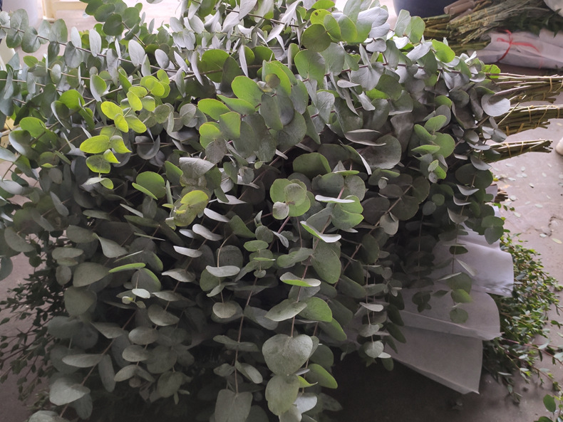 【尤加利】花店 云南昆明斗南鲜切花基地直发批发尤加利叶果