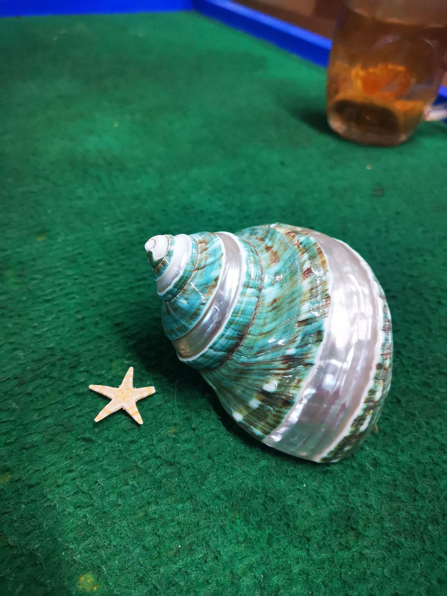 鲁海贝壳天然海螺10cm大绿蝾螺南非蝾螺工艺品居家装饰家厂家直销