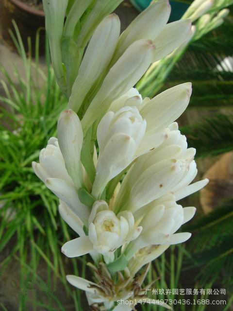 晚香玉种球 球根观花植物 种球种苗 居家公园观赏花卉