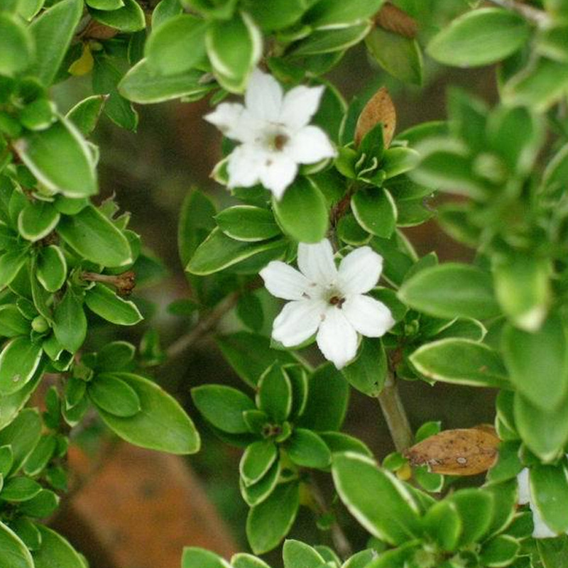 株高2535六月雪苗开花盆景苗金边六月雪苗存活率高量大价优