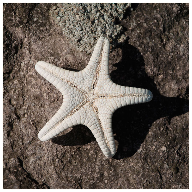 天然五角霸王 特白漂白海星 头饰装饰 婚礼地台地中海装饰 海星