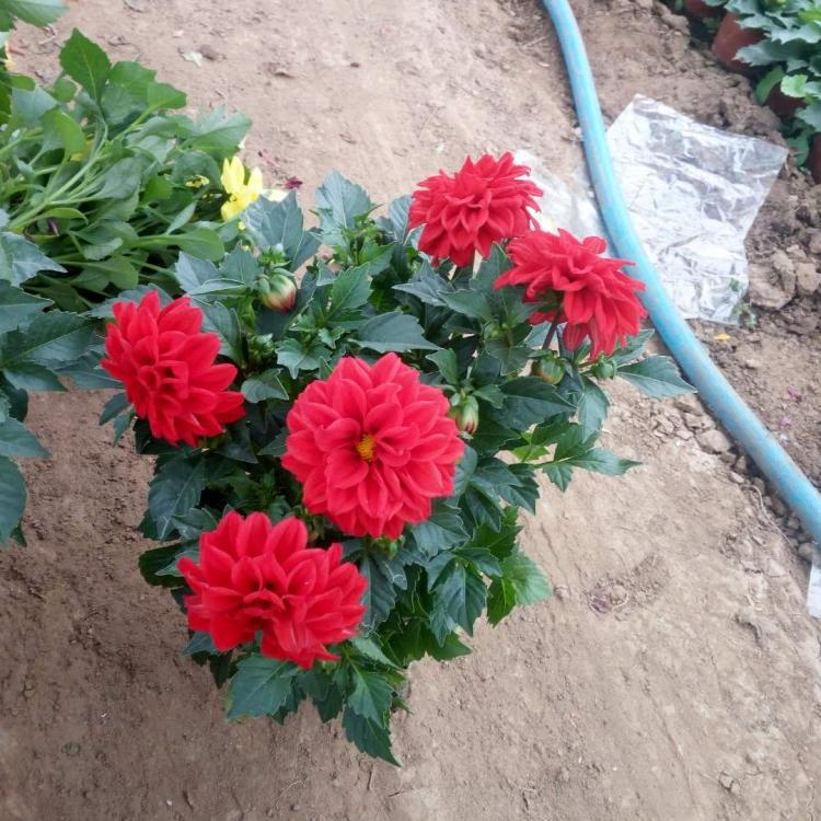 多年生球茎草本植物小丽花 适合花坛栽培 花型丰富 沈阳小丽花苗