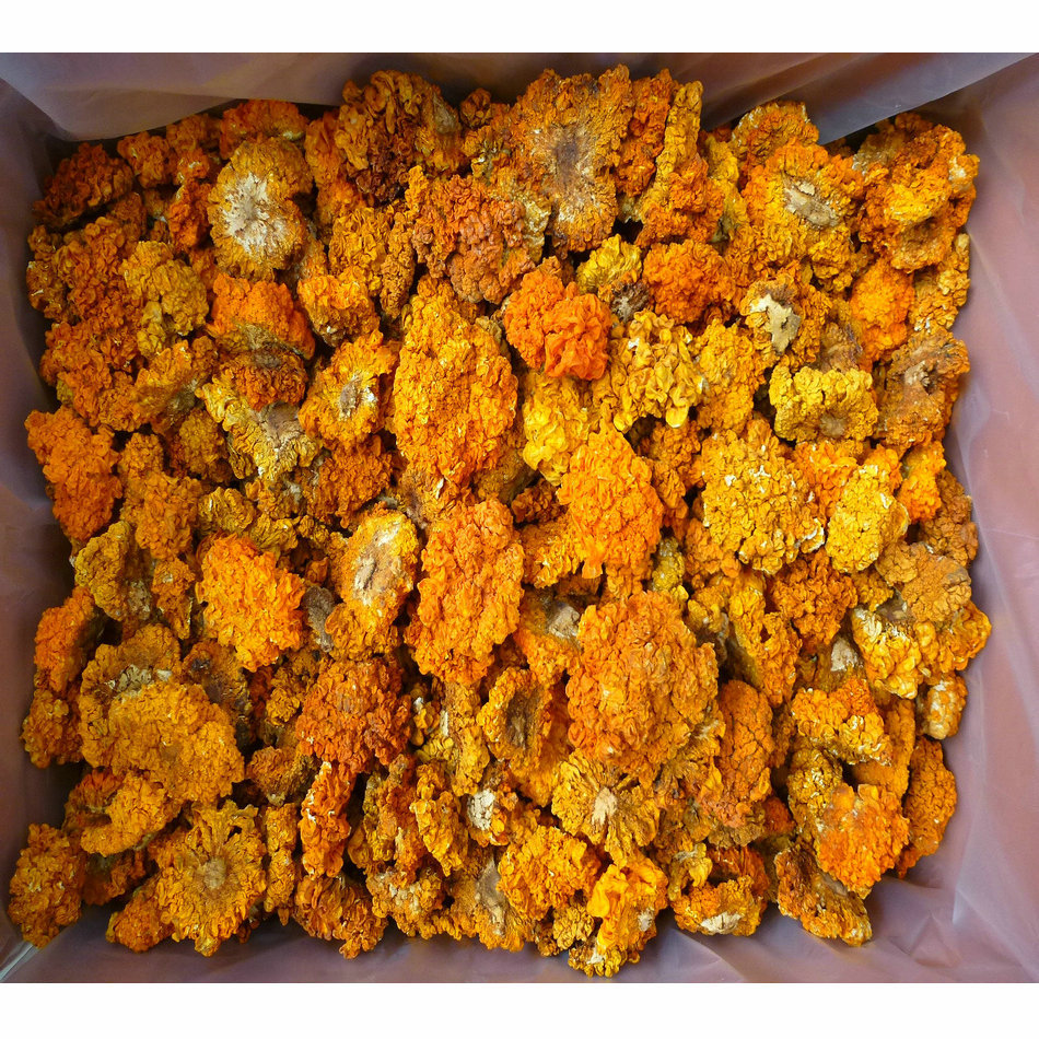 【裕菌隆】 金耳 干金耳菌 3-4公分颜色黄靓 产地直销 大货批发