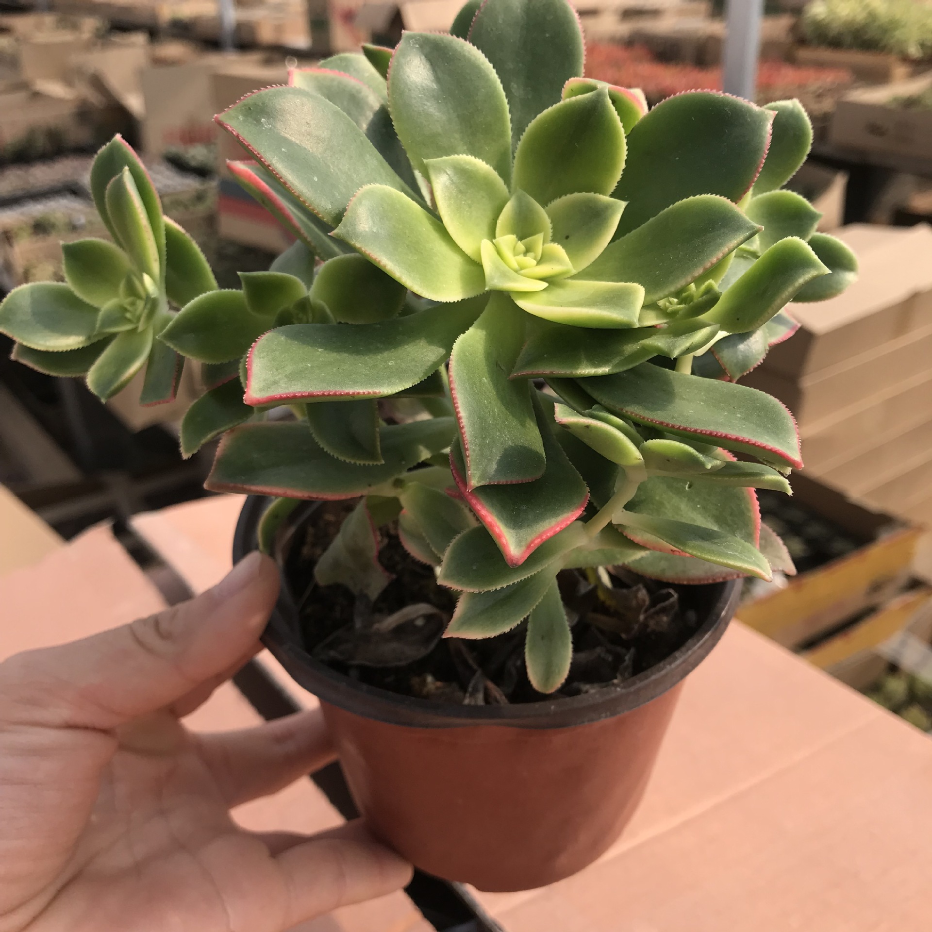 大棚直发多肉植物映日辉 多肉群生小老桩 室内外阳台盆栽 映日辉