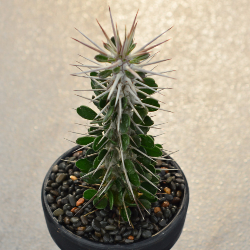 地狱魔针 实拍 12-15cm 大戟科强刺龙树科亚龙木属植物