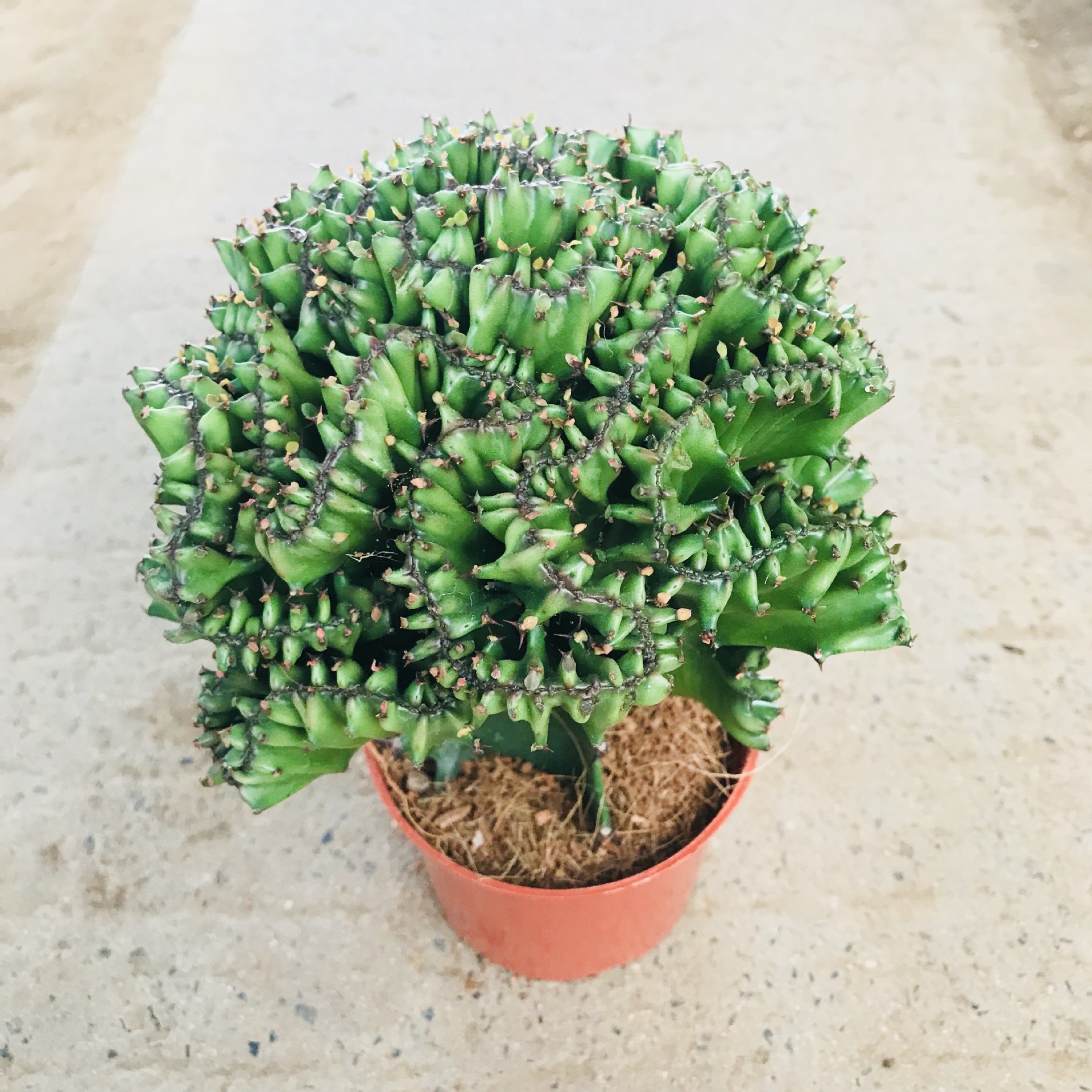 多肉植物玉麒麟盆栽花卉仙人掌 室内吸甲醛防辐射绿植 玉麒麟批发