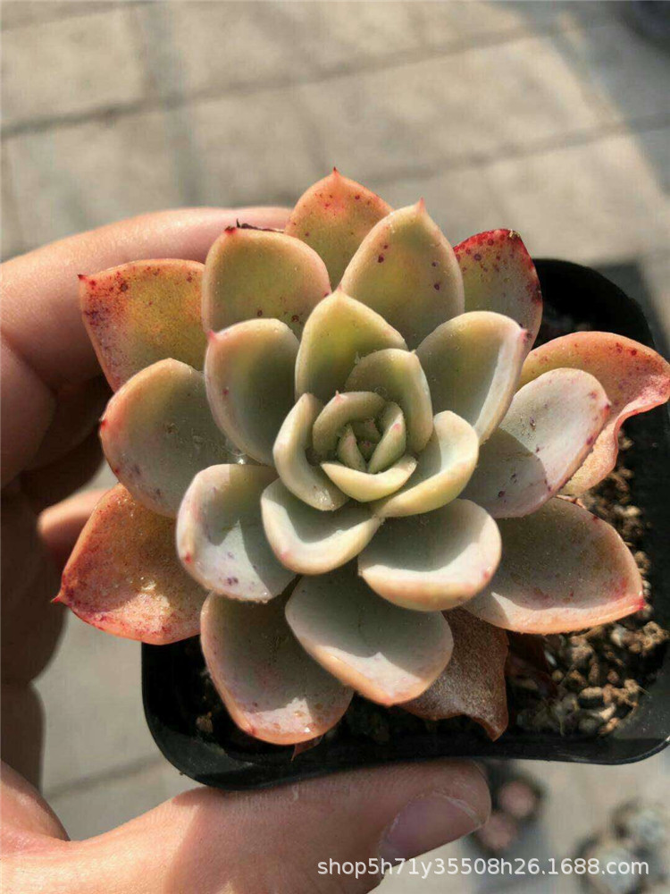 859大棚批发多肉盆栽品种 粉色贝拉单头多肉植物裸根发限量