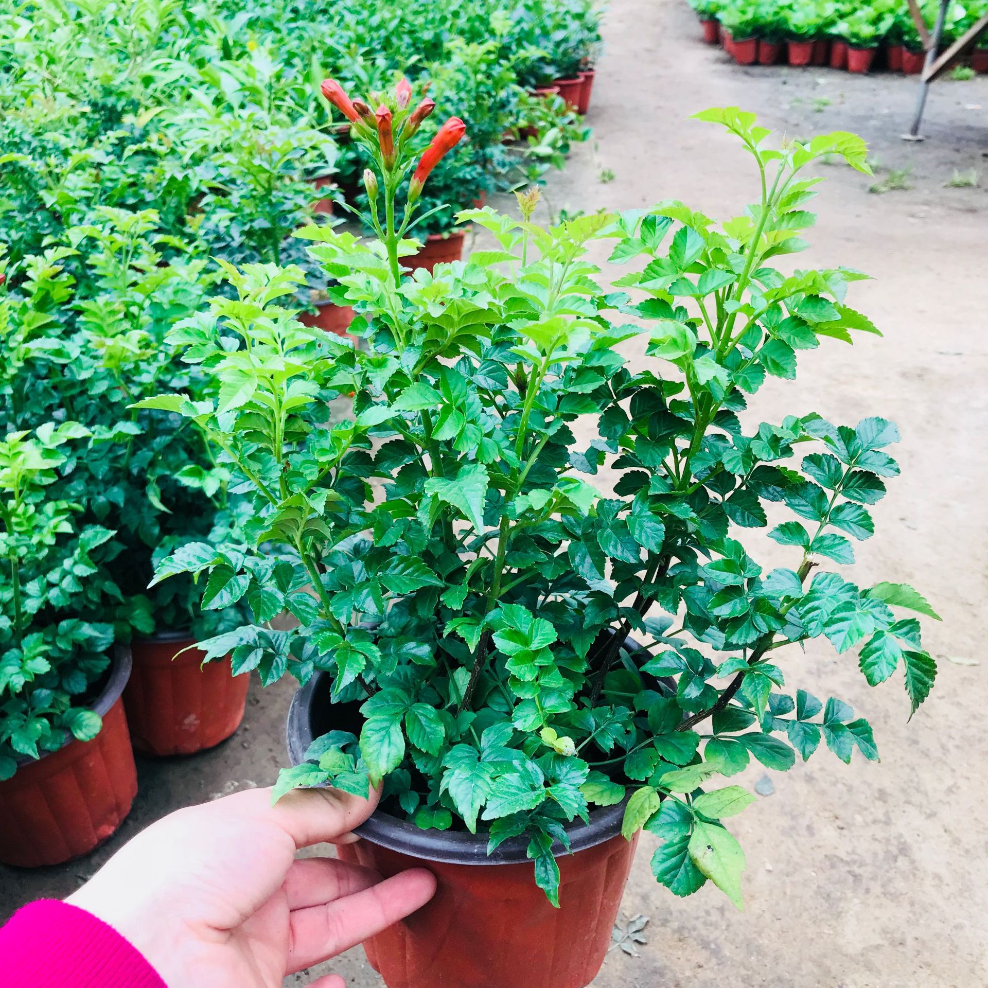 凌霄花盆栽花苗 室内外阳台庭院爬藤绿植花卉 多年生攀援植物凌霄