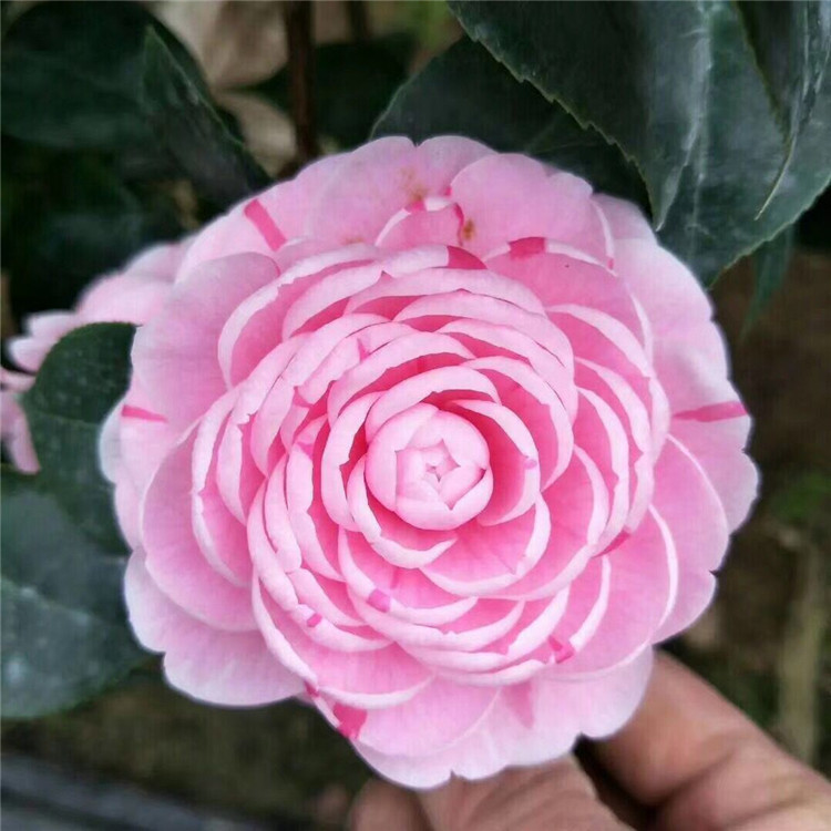 盆栽多色山茶花 十八学士茶花 二十公分高四十公分高 小五彩茶花