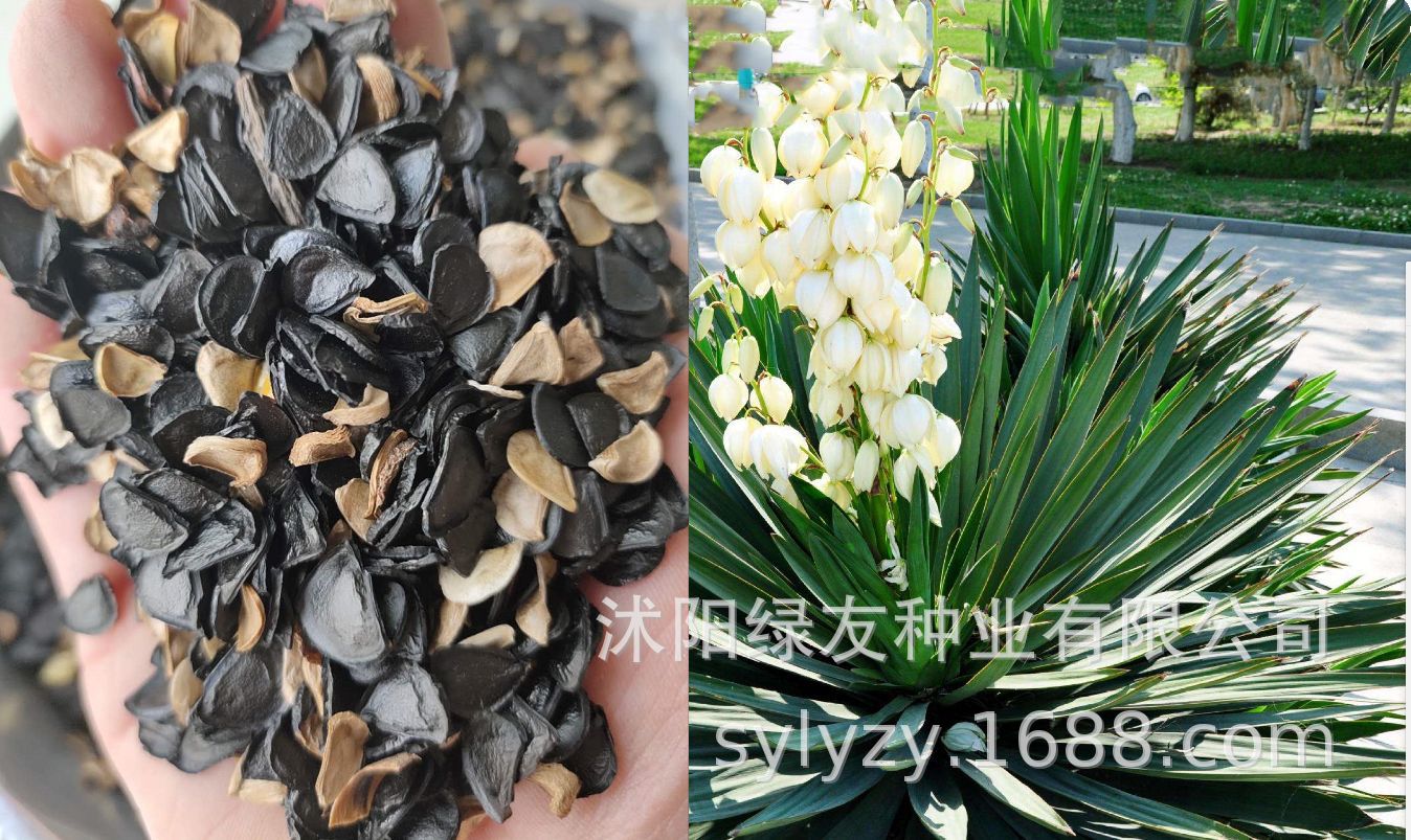 常绿苗木种子 凤尾兰 丝兰 剑麻新种子