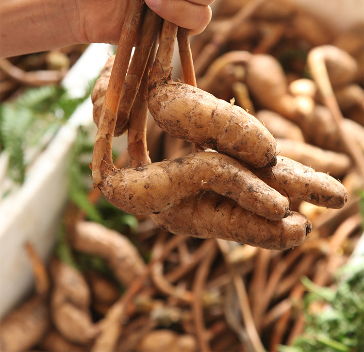 【精品长白山】天麻野生东北天麻林下甜麻支持2020新货招代理