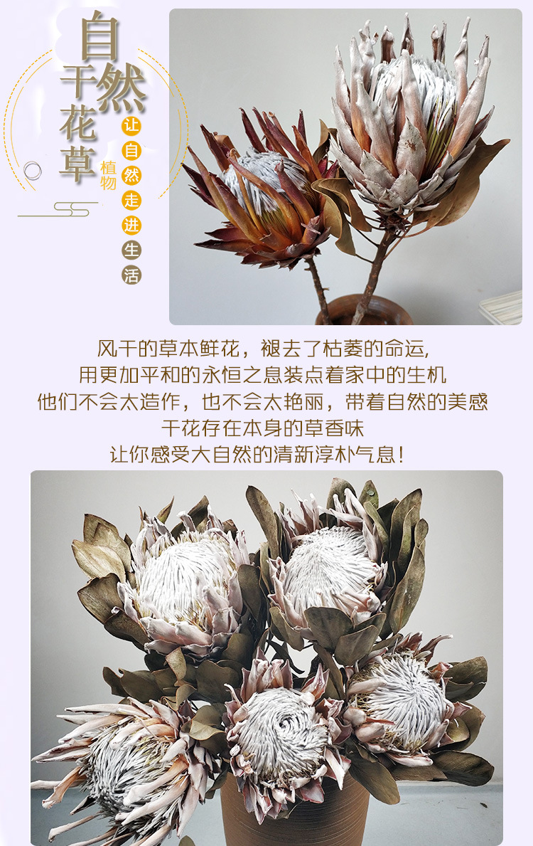 进口帝王花干花花束 公主风干花束乾花厂家批发婚礼居家装饰摆件