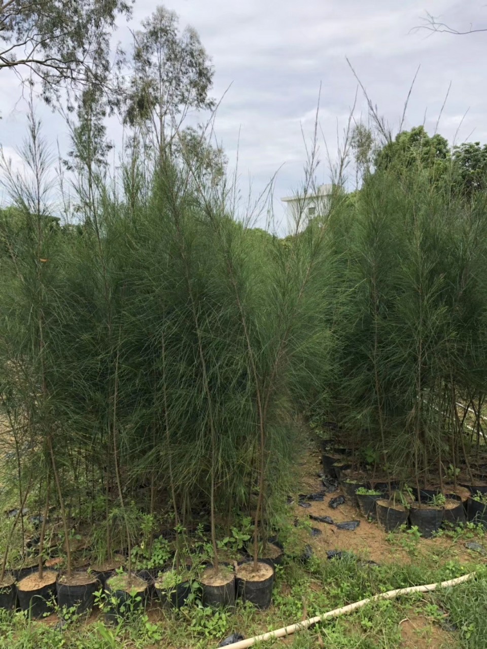 906供应 木麻黄 马尾松 1.5-2米高杯苗 沿海防护林树