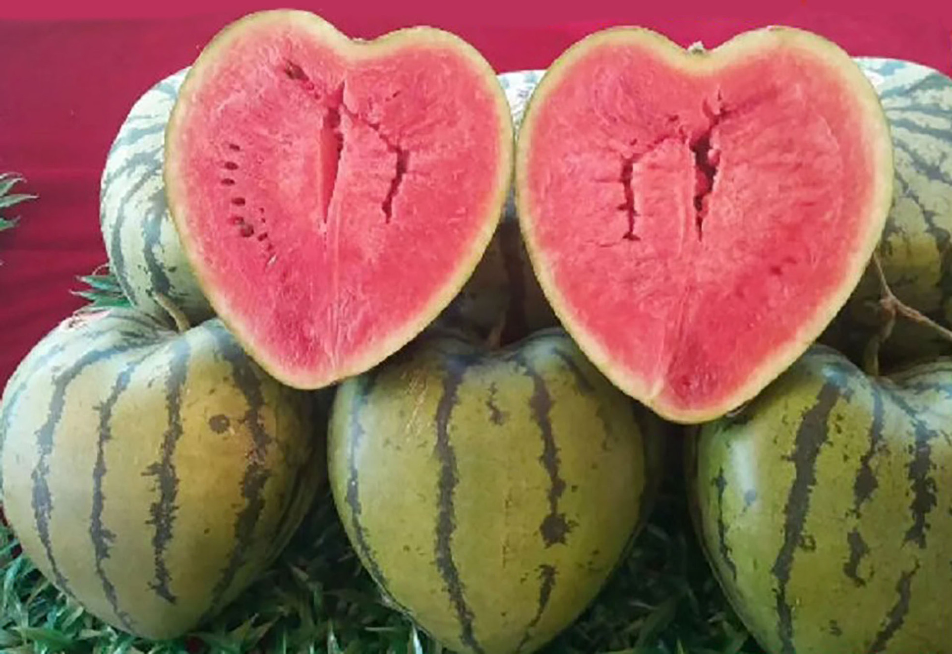 16斤心形西瓜定型生长模具甜瓜模大号21厘米双心西瓜模具葫芦模具